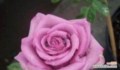 紫玫瑰代表什么含义？紫玫瑰花语的深层含义是什么？