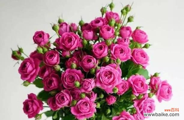 紫玫瑰代表什么意思?紫玫瑰的花语有哪些含义?