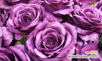 紫玫瑰代表什么意思?紫玫瑰的花语有哪些含义?