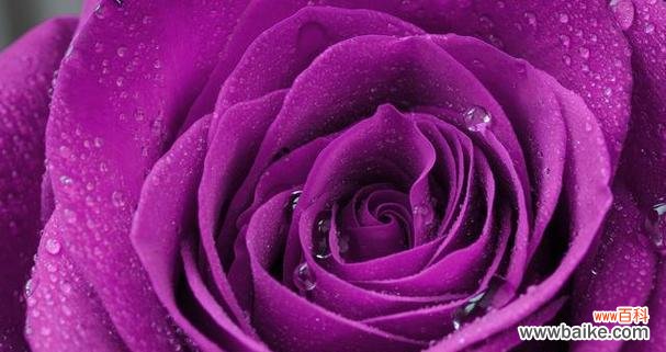 紫玫瑰代表什么意思?紫玫瑰的花语有哪些含义?