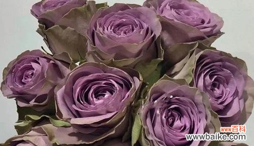 紫玫瑰花代表什么意思？紫玫瑰花语有哪些含义？