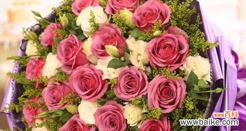 紫玫瑰代表什么含义？紫玫瑰花语有哪些独特之处？