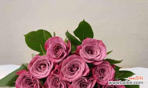 紫玫瑰代表什么含义?紫玫瑰花语的真正意义是什么?