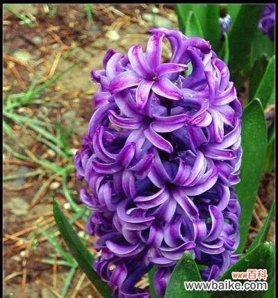 紫色的花语是什么意思？紫色花卉代表哪些情感表达？