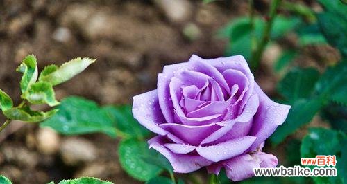 紫色的花语是什么意思？紫色花卉代表哪些情感表达？