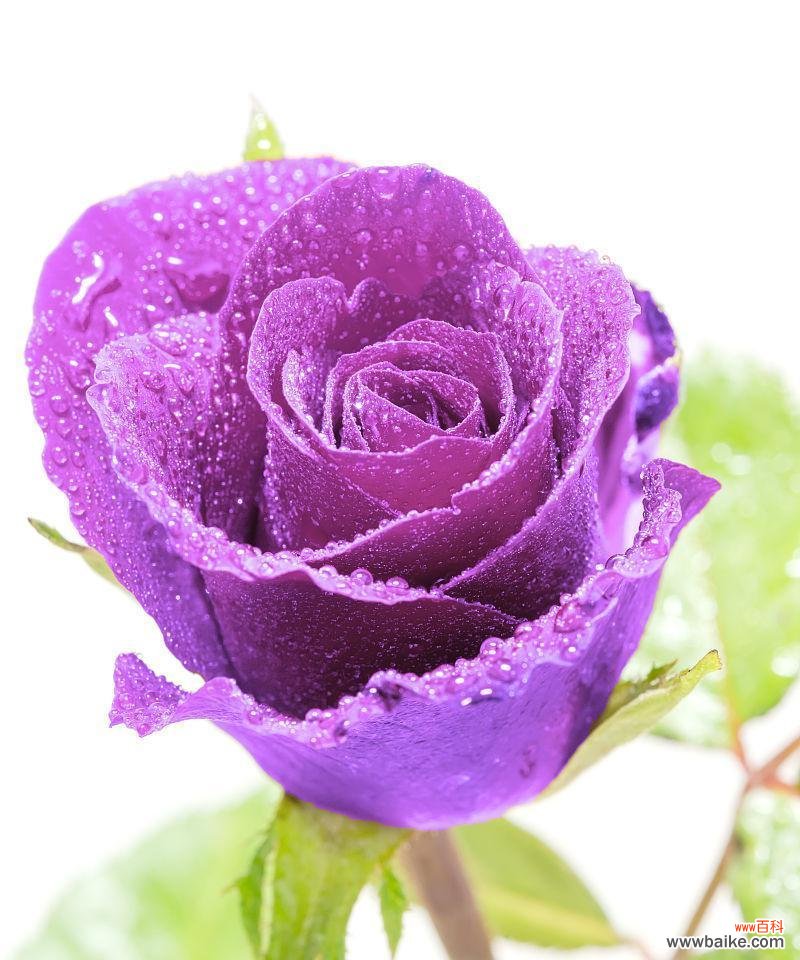 紫色玫瑰花代表什么?紫色玫瑰花的寓意是什么?