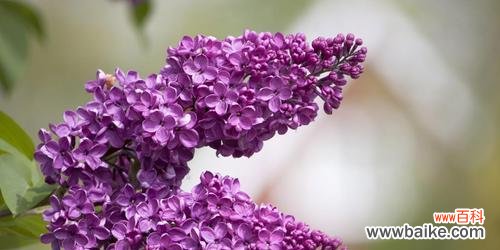 紫色丁香花语是什么?如何表达爱意和思念?