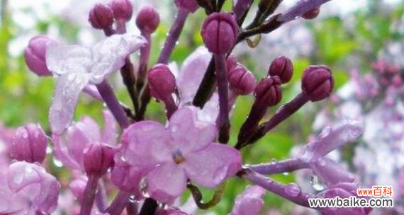 紫色丁香花语是什么?如何表达爱意和思念?