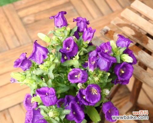 紫色风铃草的花语是什么?如何用它表达爱意?