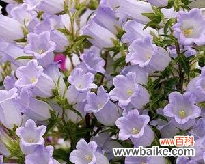 紫色风铃草的花语是什么?如何用它表达爱意?