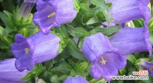 紫色风铃草的花语是什么?如何用它表达爱意?