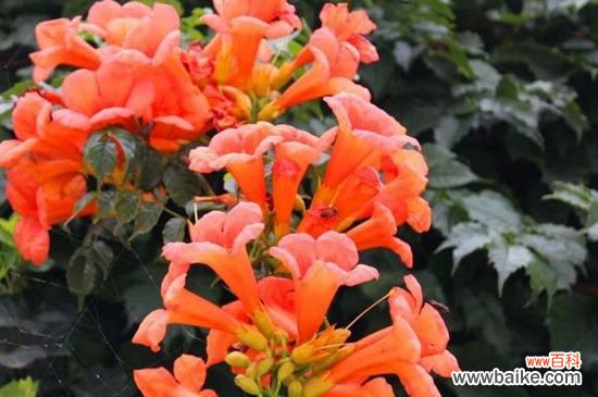 凌霄花移栽后多久发芽