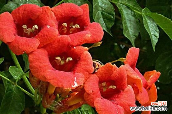 凌霄花移栽后多久发芽