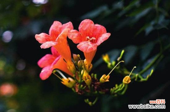 凌霄花移栽后多久发芽