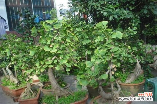 白果树和银杏树一样吗