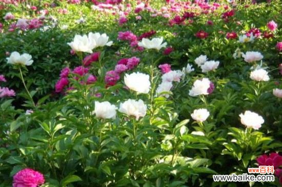 柳河芍药花谷在哪