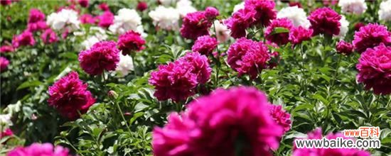 柳河芍药花谷在哪