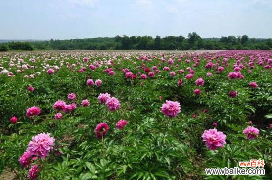 柳河芍药花谷在哪