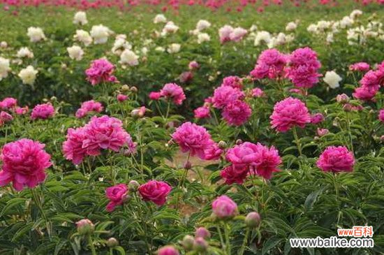 柳河芍药花谷在哪