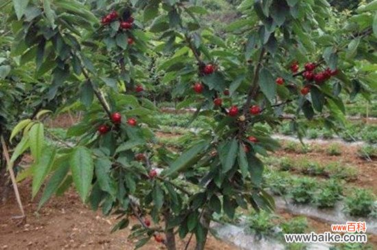 车厘子种子会不会发芽