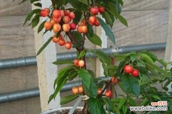 车厘子种子会不会发芽