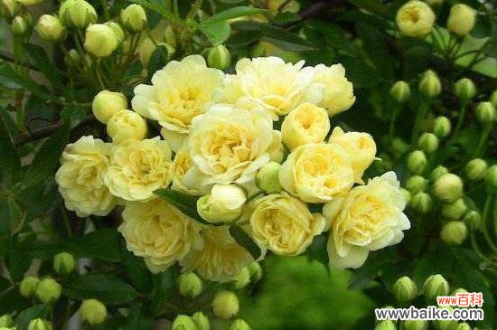 木香树产地在哪里？木香树的原产地在印度