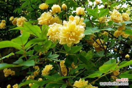 木香树产地在哪里？木香树的原产地在印度