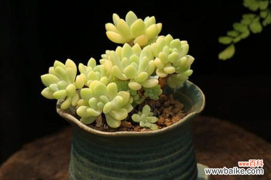 多肉控养是怎么回事