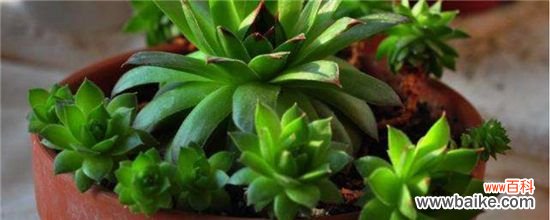 多肉控养是怎么回事