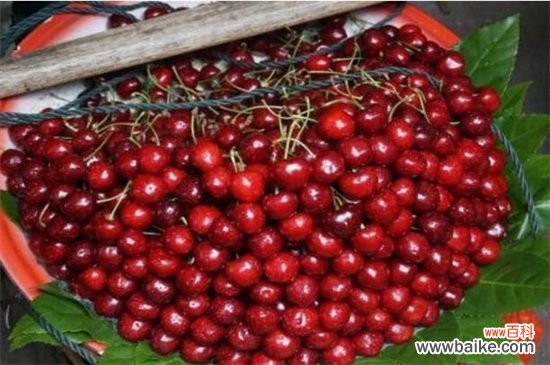 四川车厘子产地在哪里