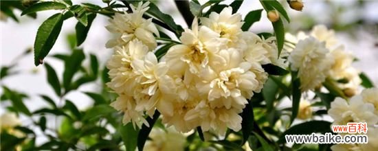 木香花一年开几次