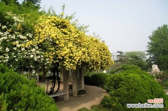 木香花一年开几次