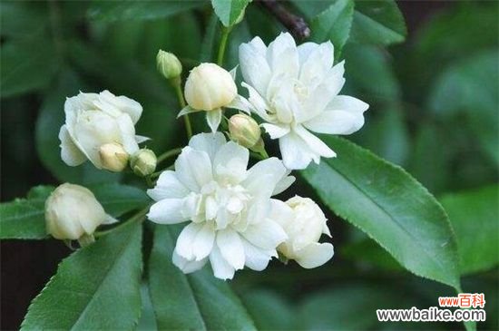 木香花怎么扦插繁殖？木香花的扦插方法