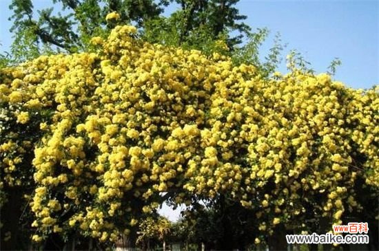 木香花怎么扦插繁殖？木香花的扦插方法