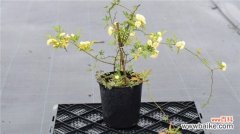 木香花怎么扦插繁殖？木香花的扦插方法