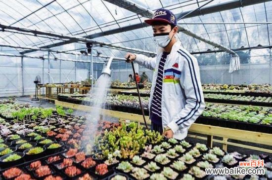 多肉批发基地在哪儿