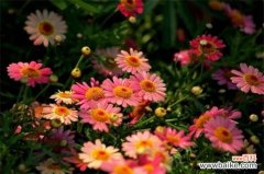 玛格丽特花花期，每年10月开花来年5月结束