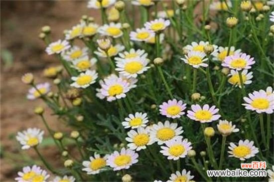 玛格丽特花花期，每年10月开花来年5月结束