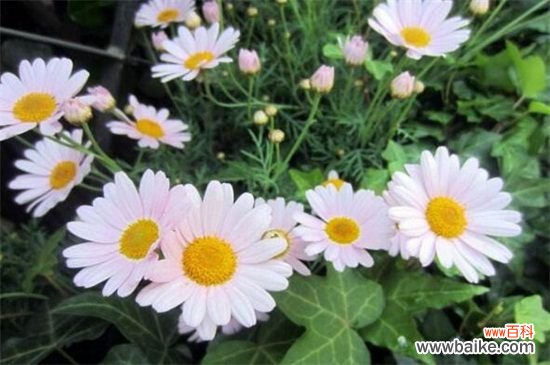 玛格丽特花花期，每年10月开花来年5月结束