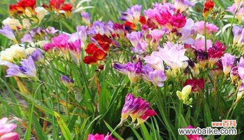 探寻小苍兰花的内涵和象征 小苍兰的花语