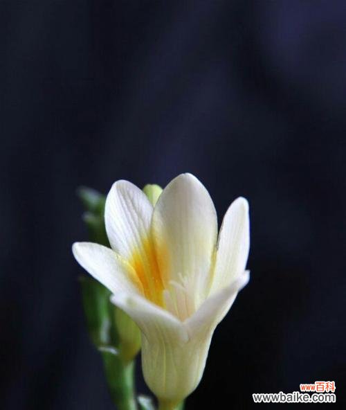 探寻小苍兰花的内涵和象征 小苍兰的花语