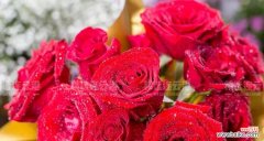 探寻玫瑰的深层含义 十一朵玫瑰的花语