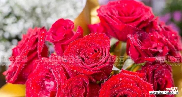 探寻玫瑰的深层含义 十一朵玫瑰的花语