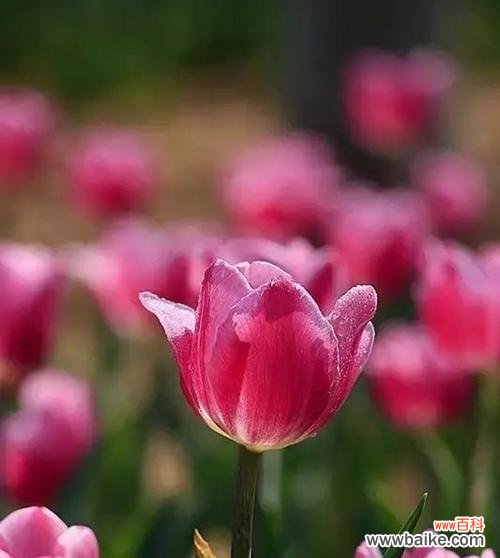 传达爱情和诚实的花朵 郁金香的寓意和花语