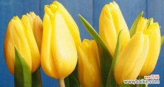 传达爱情和诚实的花朵 郁金香的寓意和花语