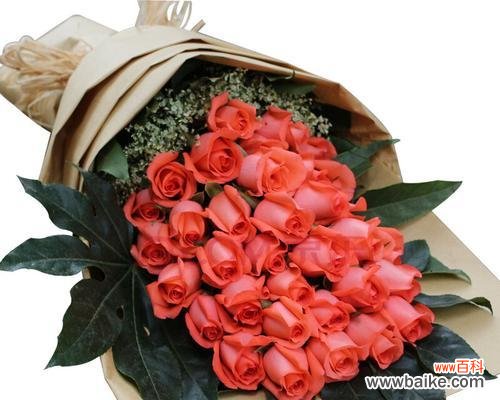 探究玫瑰花的不同颜色代表的意义 玫瑰花的花语与含义