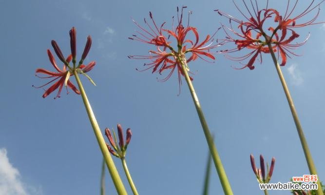 寓意深刻,美不胜收 解读蓝色彼岸花的花语