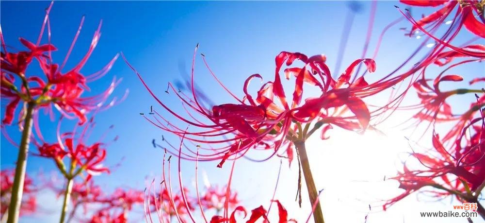 寓意深刻,美不胜收 解读蓝色彼岸花的花语