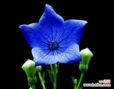 寓意深刻，美不胜收 解读蓝色彼岸花的花语