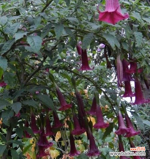 解析曼陀罗花的神秘语言，了解这两种颜色花的独特含义 茶色曼陀罗与黄色曼陀罗的花语